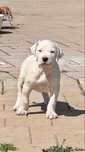 Dog argentinian
