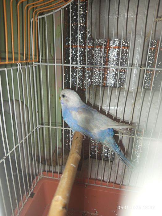 Волнистый попугай