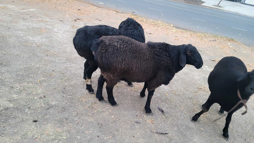 Qo'ylar sotiladi      продаётся домашние бараны