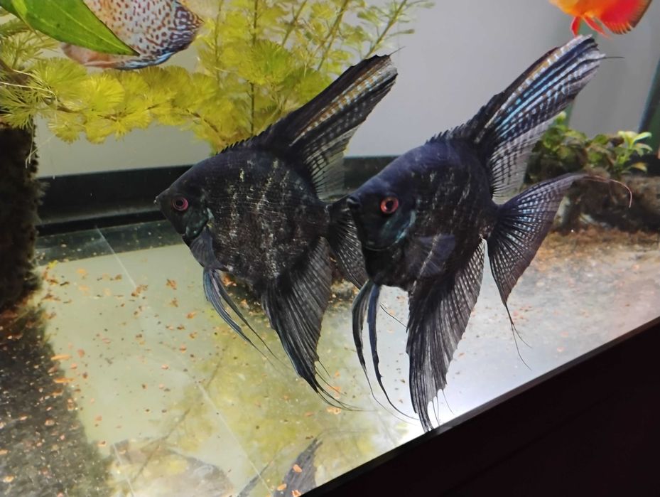 Pesti acvariu Scalari