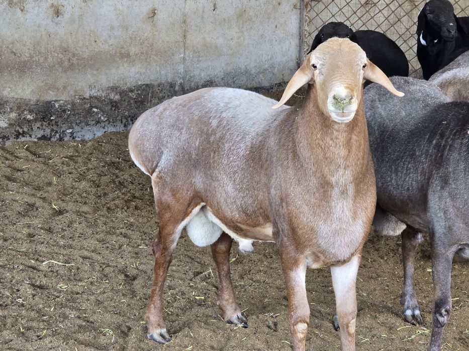 Arashan zotli qo’ylar Sotiladi kg. 80.000. Dan