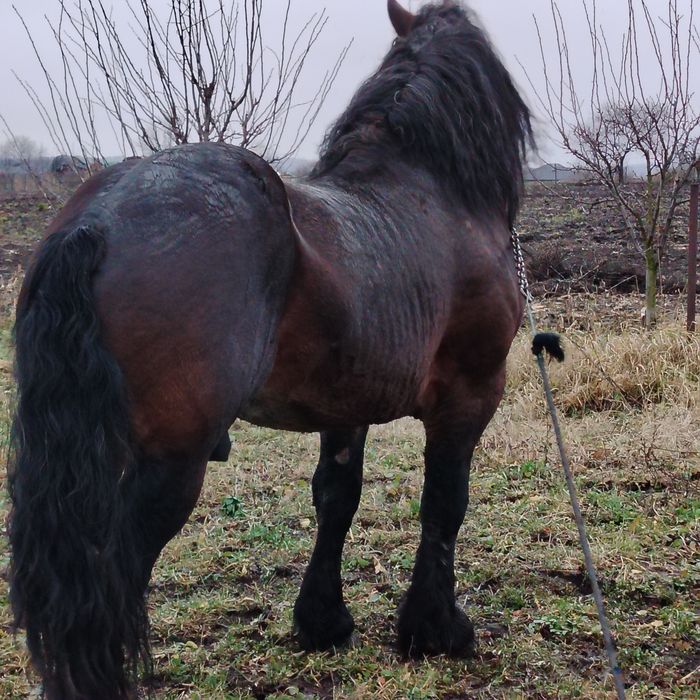 De vânzare armăsar în vârstă de 8 ani