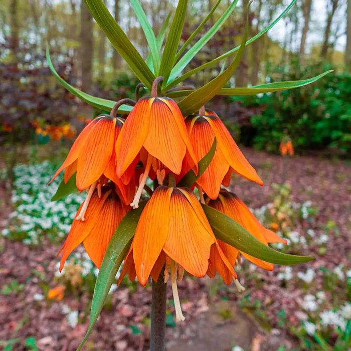 Fritillaria - floarea Pastelui diferite soiuri