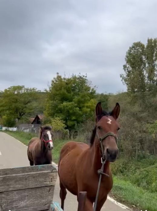 schimb mânz de 6 luni