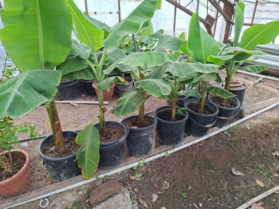 БАНАН кучатлари ( ХОСИЛ беради ). Банан Саженцы ПЛОДОВЫЕ