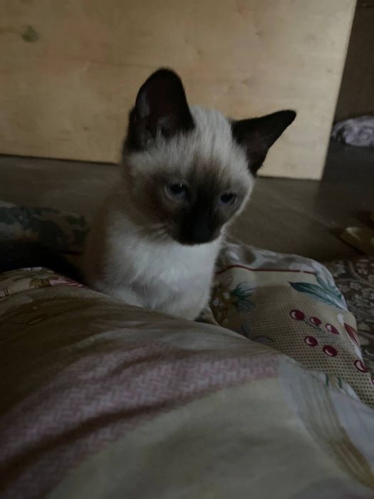 Сиамский котенок
