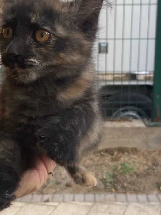 Котята мальчик девочка