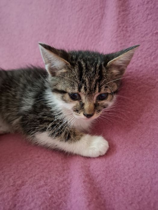 Много мило женско котенце на 1,5 месеца