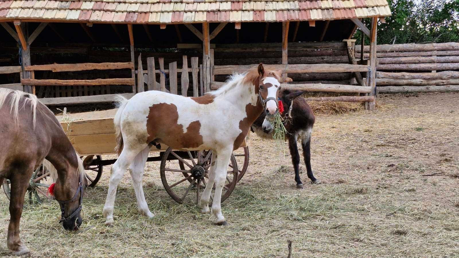 Продавам мъжко конче на пет месеца