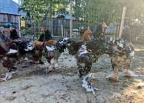 Cocosi brahma porțelan vand/ schimb