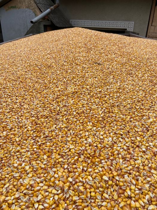 Porumb boabe de vanzare. Productie 2025