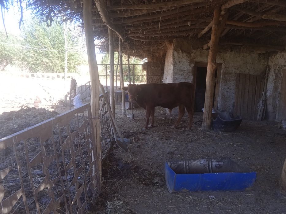 Oʻkichcha 15,5mln-10oyliq