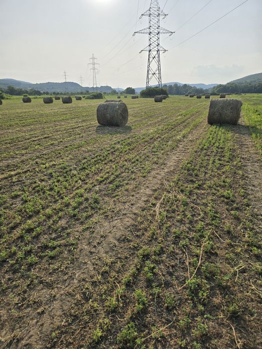 Baloți lucernă rotunzi