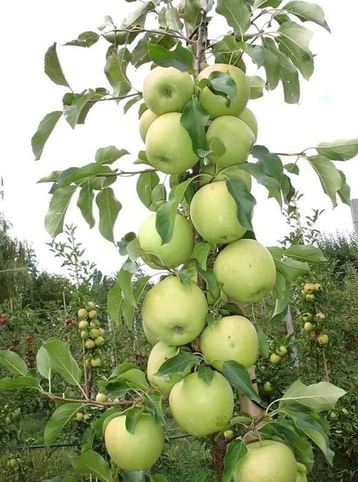Pomi columnari pepiniera propie