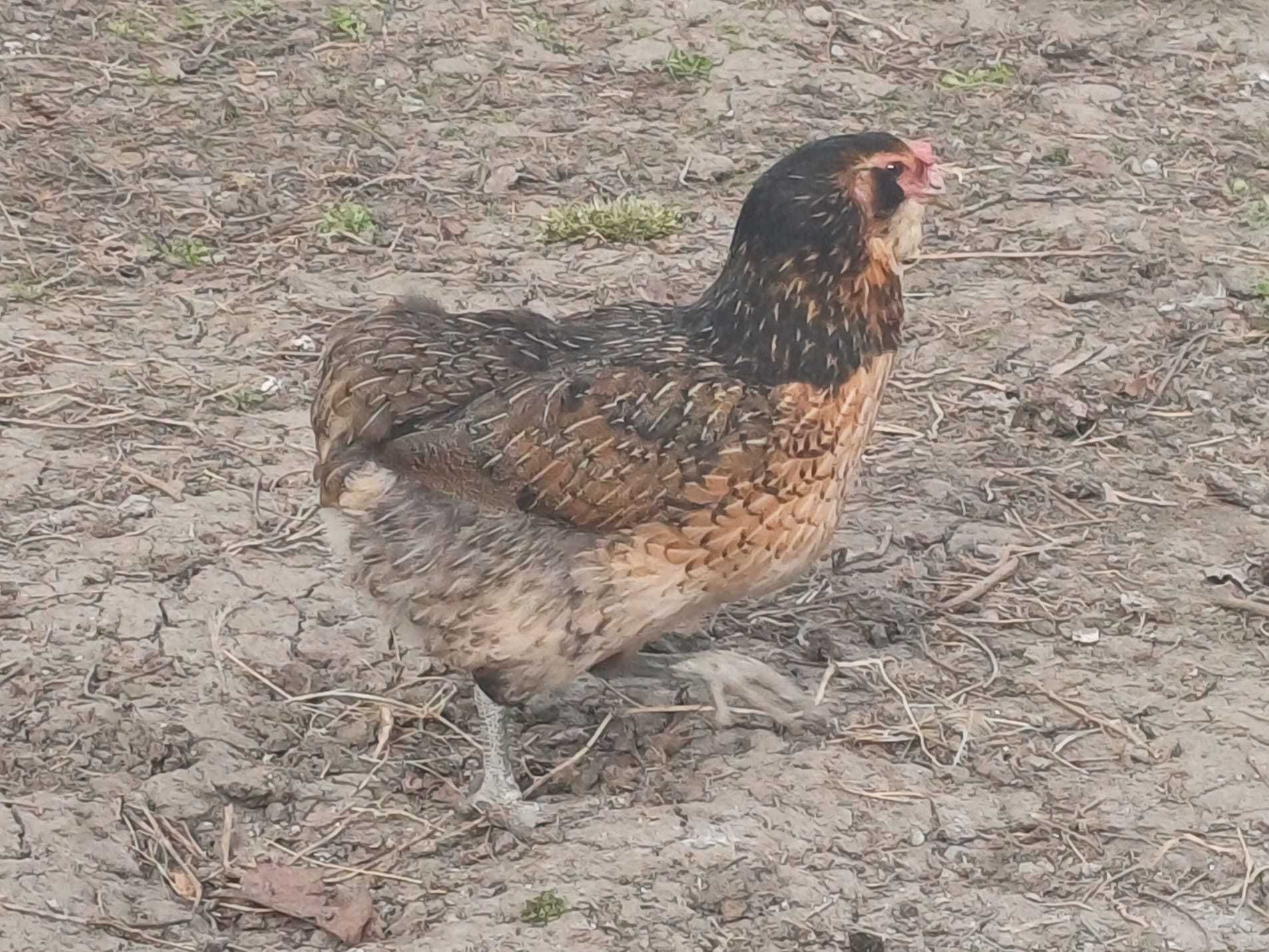 Vând oua verzi de la gaini rasa Araucana