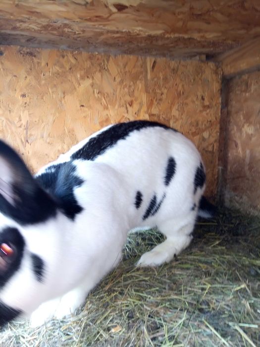 Vind mascul fluture german