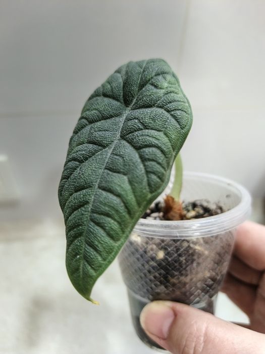 Продаются алоказии Ред Сикред, Мело