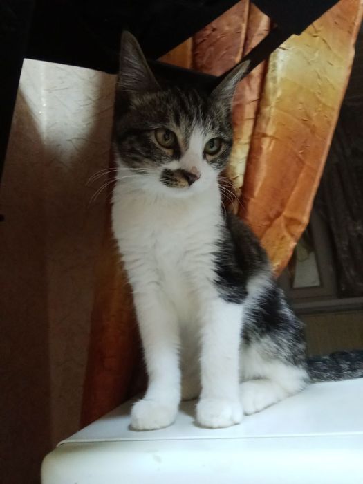 Hadya qilinadi yaxshi qoʻllarga 4 oylik oʻgʻil mushukcha