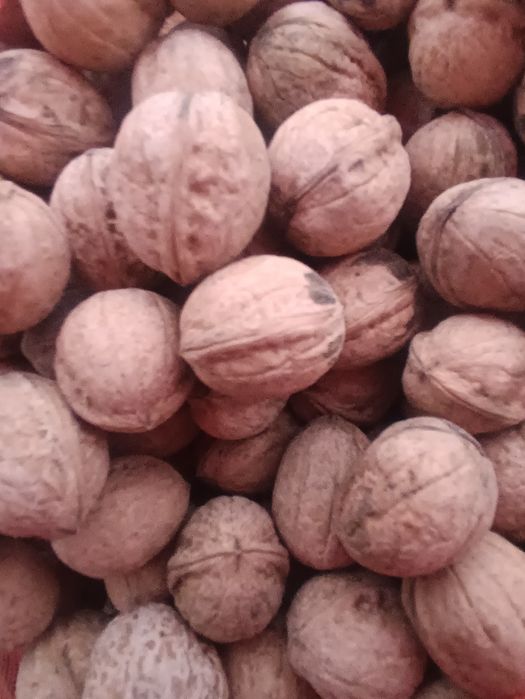 Yongʻoq sotiladi 20000 kilosi