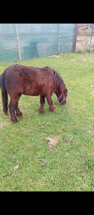 Vând un ponei de un an și 7 luni