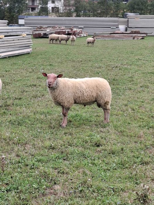 Berbeci de prasila,rasa de carne Rouge de l'Ouest