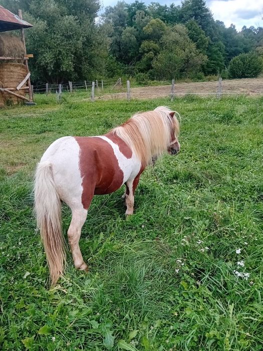 Ponei de vânzare