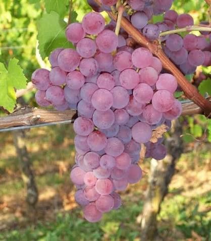 Vita de vie nobila ( Roze )