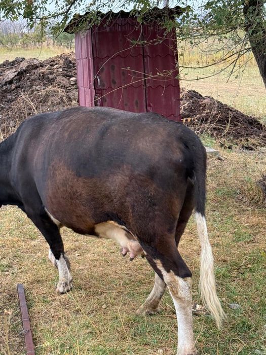 Продам Корову Дойную