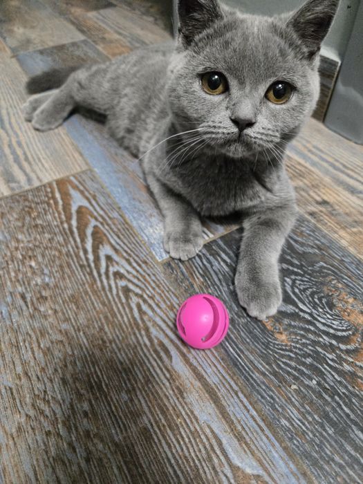 Британска късокосместа, котета