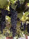 Struguri Cabernet (Puterea ursului)