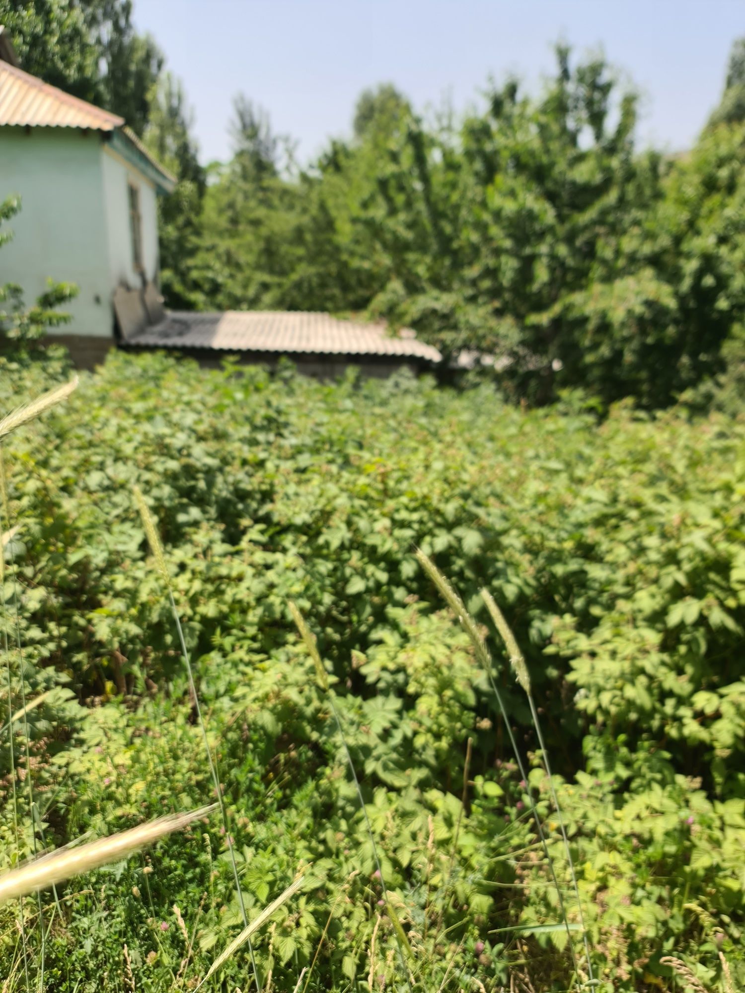 Dacha sotiladi yangiobod angren