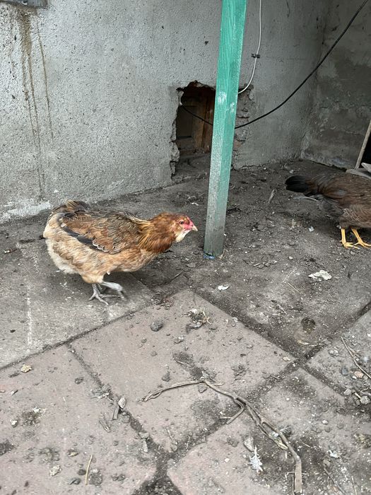 Vand 3 Gaini araucana de anul trecut