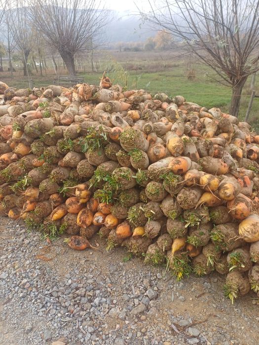 Sfeclă furajeră pentru animale