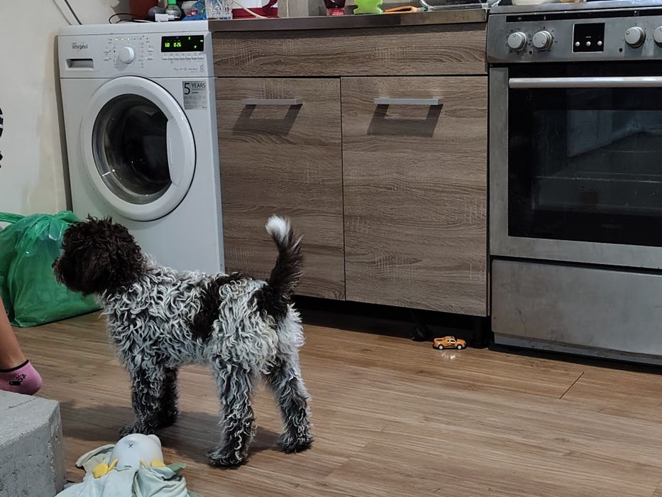 Лагото романиоло 4месеца всики ваксини,обезпаразитен