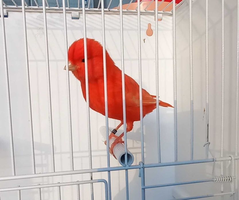 Canari de vânzare