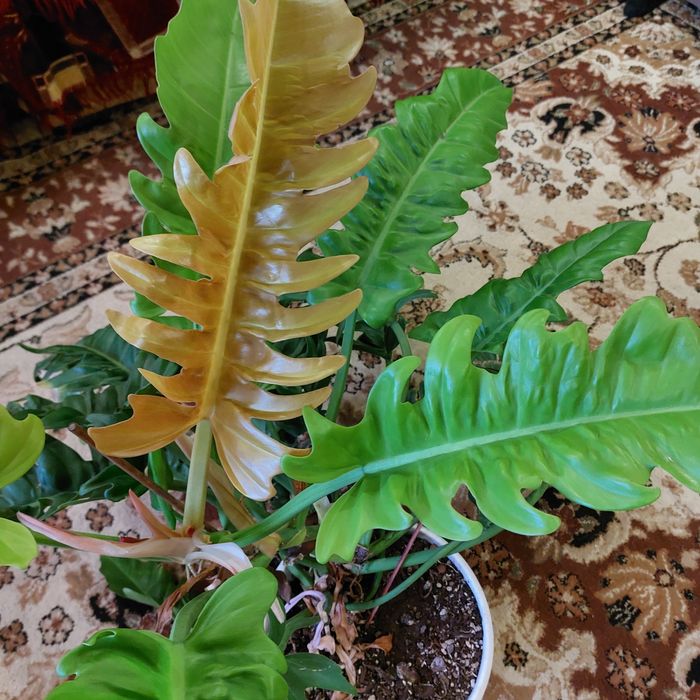 Филоденрон голден дракон