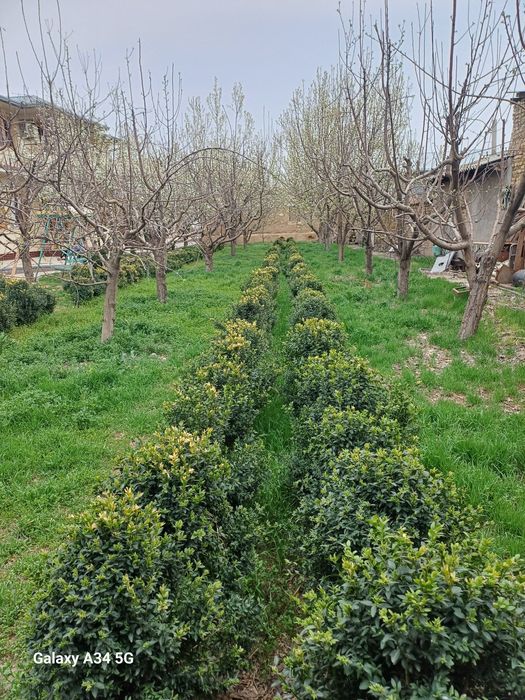 Шамшот Самшит сотилади