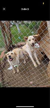 Labradori golden