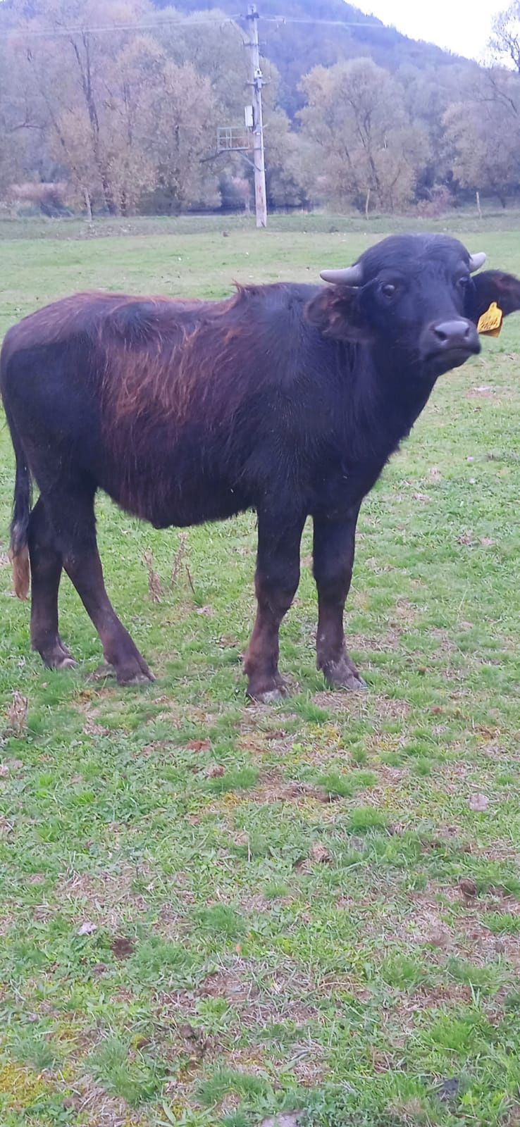 Viței de bivol 150-200 kg