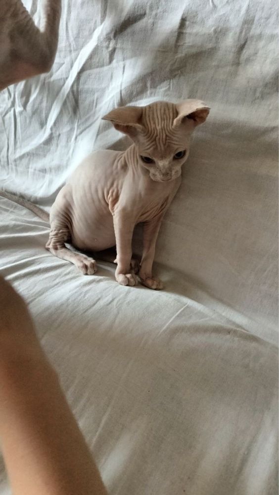 Продаются котята Сфинкс