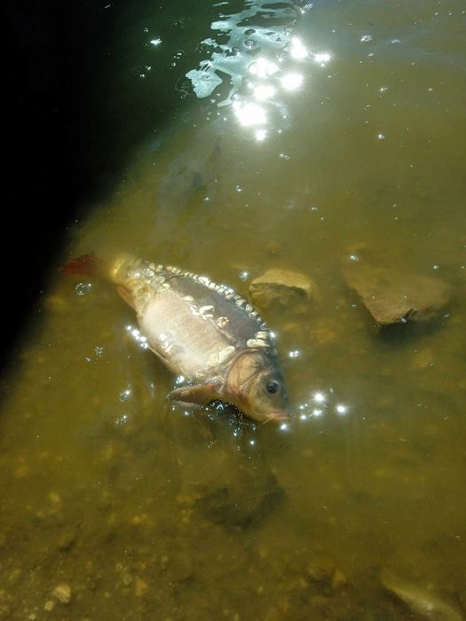 Заребител материал Шаран