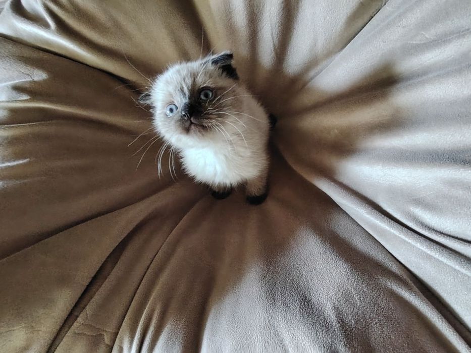 Продаются котята