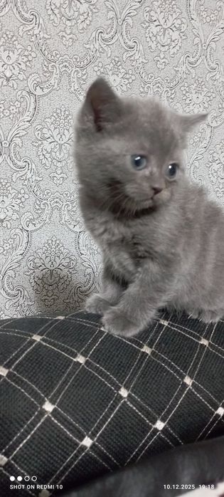 Продам шотландских ,мраморных котят.