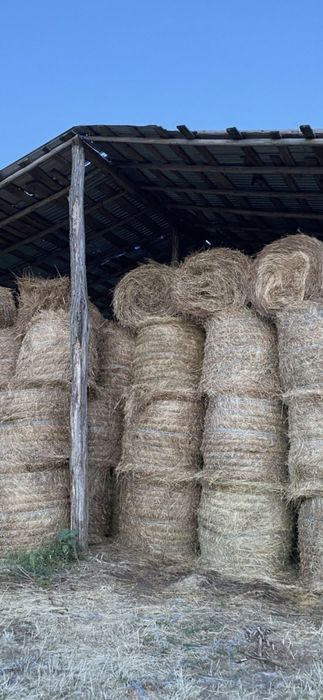 Baloti fan sau lucerna Rotunzi 40.Drept.500;Pomi Aluni Nuc.Castan.Afin