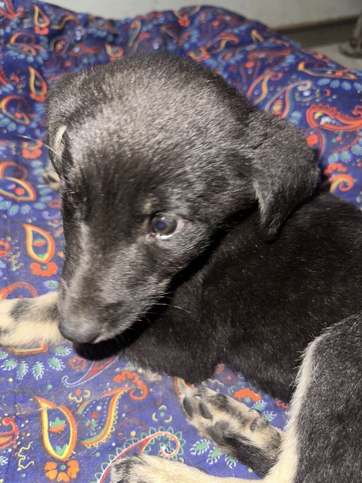 Отдам щенка в добрые руки