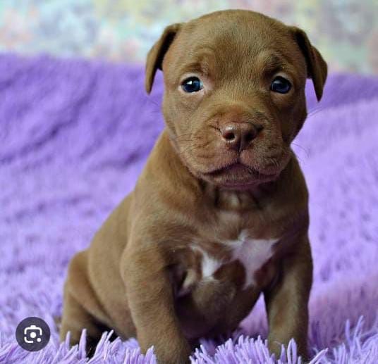 Питбуль чистокровный