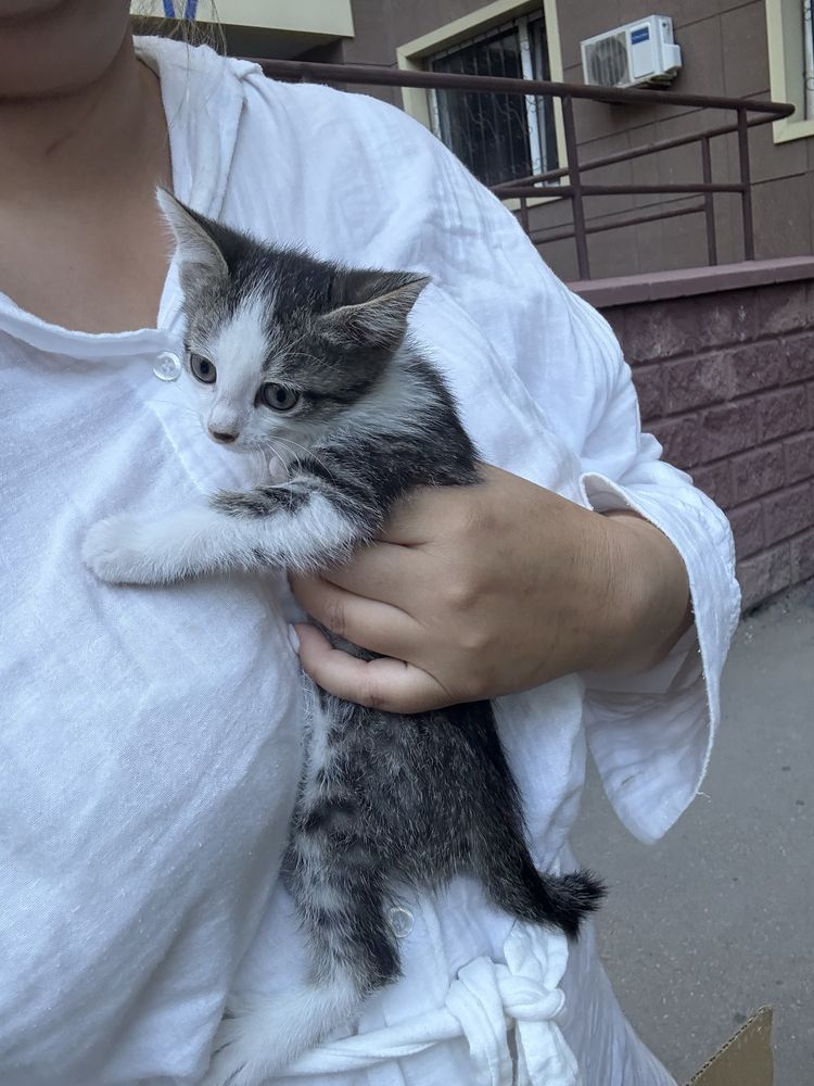 Ищем семью для котенка, 1.5 мес.