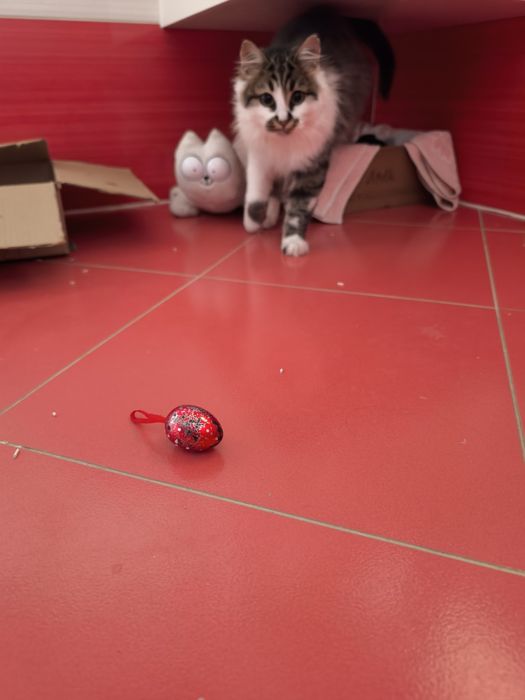 Подарявам малко мъжко котенце