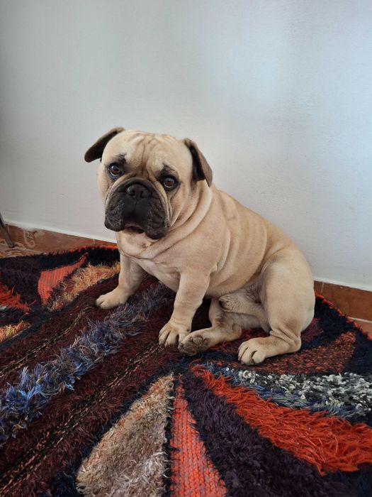 Donez Buldog Francez, varsta 3 ani rasa pura