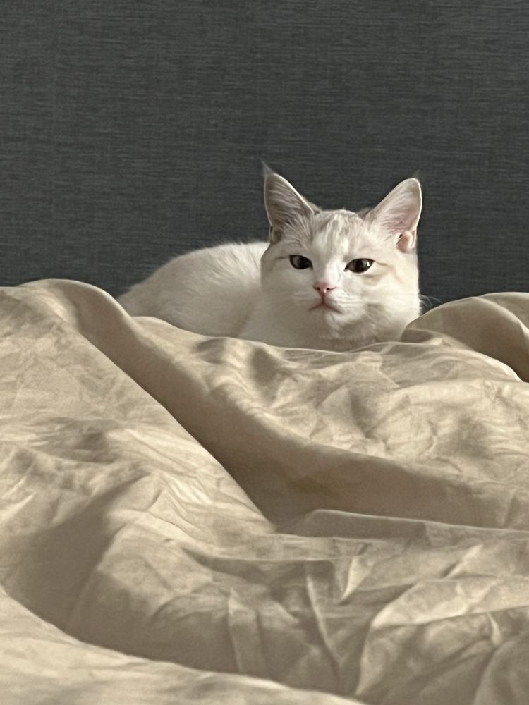 кошка девочка 1 год